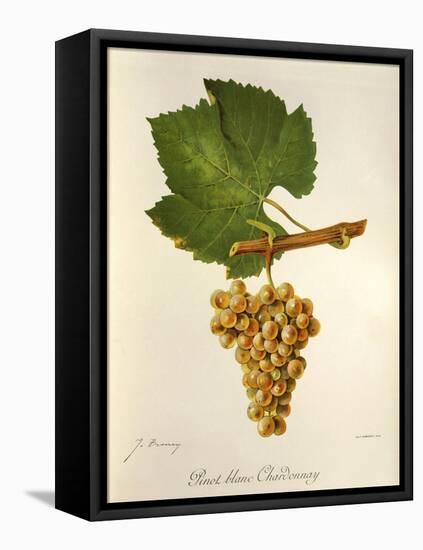 Pinot Blanc Chardonnay Grape-J. Troncy-Framed Stretched Canvas