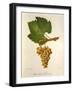 Pinot Blanc Chardonnay Grape-J. Troncy-Framed Giclee Print