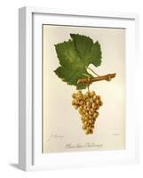 Pinot Blanc Chardonnay Grape-J. Troncy-Framed Giclee Print