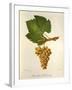 Pinot Blanc Chardonnay Grape-J. Troncy-Framed Giclee Print