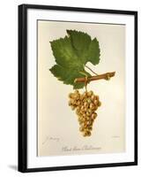 Pinot Blanc Chardonnay Grape-J. Troncy-Framed Giclee Print