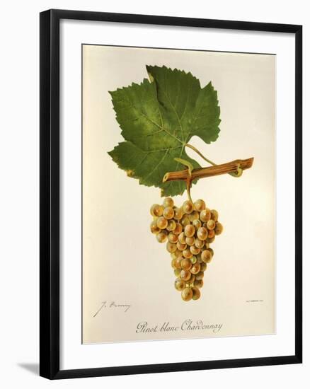 Pinot Blanc Chardonnay Grape-J. Troncy-Framed Giclee Print