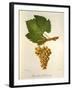 Pinot Blanc Chardonnay Grape-J. Troncy-Framed Giclee Print