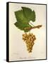 Pinot Blanc Chardonnay Grape-J. Troncy-Framed Stretched Canvas