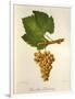 Pinot Blanc Chardonnay Grape-J. Troncy-Framed Giclee Print