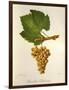 Pinot Blanc Chardonnay Grape-J. Troncy-Framed Giclee Print
