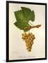 Pinot Blanc Chardonnay Grape-J. Troncy-Framed Giclee Print