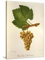 Pinot Blanc Chardonnay Grape-J. Troncy-Stretched Canvas