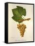 Pinot Blanc Chardonnay Grape-J. Troncy-Framed Stretched Canvas