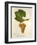 Pinot Blanc Chardonnay Grape-J. Troncy-Framed Giclee Print