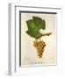 Pinot Blanc Chardonnay Grape-J. Troncy-Framed Giclee Print