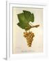 Pinot Blanc Chardonnay Grape-J. Troncy-Framed Giclee Print