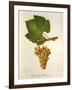 Pinot Blanc Chardonnay Grape-J. Troncy-Framed Giclee Print