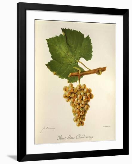 Pinot Blanc Chardonnay Grape-J. Troncy-Framed Giclee Print