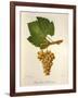 Pinot Blanc Chardonnay Grape-J. Troncy-Framed Giclee Print