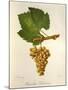 Pinot Blanc Chardonnay Grape-J. Troncy-Mounted Giclee Print