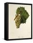 Pinot Blanc Grape-J. Troncy-Framed Stretched Canvas