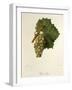 Pinot Blanc Grape-J. Troncy-Framed Giclee Print