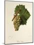 Pinot Blanc Grape-J. Troncy-Mounted Giclee Print