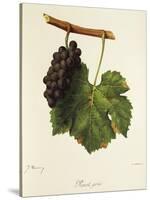 Pinot Gris Grape-J. Troncy-Stretched Canvas