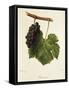 Pinot Gris Grape-J. Troncy-Framed Stretched Canvas