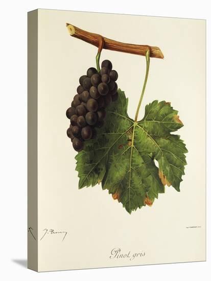 Pinot Gris Grape-J. Troncy-Stretched Canvas