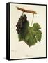 Pinot Gris Grape-J. Troncy-Framed Stretched Canvas