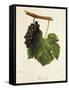 Pinot Gris Grape-J. Troncy-Framed Stretched Canvas