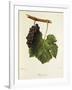 Pinot Gris Grape-J. Troncy-Framed Giclee Print