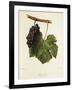 Pinot Gris Grape-J. Troncy-Framed Giclee Print