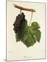 Pinot Gris Grape-J. Troncy-Mounted Giclee Print