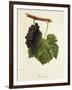 Pinot Gris Grape-J. Troncy-Framed Premium Giclee Print