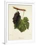 Pinot Gris Grape-J. Troncy-Framed Premium Giclee Print