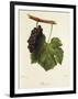 Pinot Gris Grape-J. Troncy-Framed Premium Giclee Print