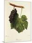 Pinot Gris Grape-J. Troncy-Mounted Premium Giclee Print