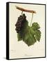 Pinot Gris Grape-J. Troncy-Framed Stretched Canvas