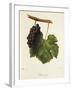 Pinot Gris Grape-J. Troncy-Framed Giclee Print