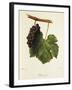 Pinot Gris Grape-J. Troncy-Framed Giclee Print