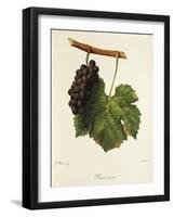 Pinot Gris Grape-J. Troncy-Framed Giclee Print