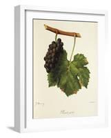 Pinot Gris Grape-J. Troncy-Framed Giclee Print