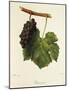 Pinot Gris Grape-J. Troncy-Mounted Giclee Print