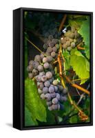 Pinot Gris Grapes, Keizer, Oregon, USA-Rick A Brown-Framed Stretched Canvas