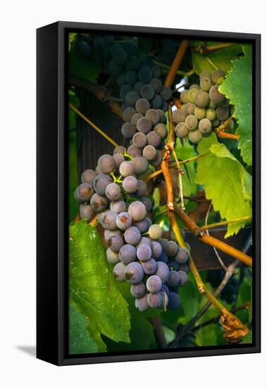 Pinot Gris Grapes, Keizer, Oregon, USA-Rick A Brown-Framed Stretched Canvas