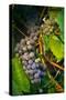 Pinot Gris Grapes, Keizer, Oregon, USA-Rick A Brown-Stretched Canvas