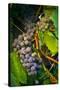 Pinot Gris Grapes, Keizer, Oregon, USA-Rick A Brown-Stretched Canvas