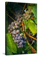 Pinot Gris Grapes, Keizer, Oregon, USA-Rick A Brown-Stretched Canvas