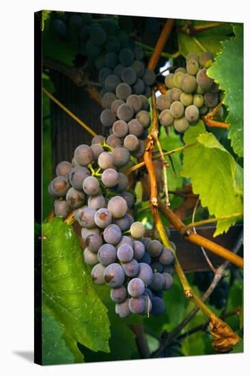 Pinot Gris Grapes, Keizer, Oregon, USA-Rick A Brown-Stretched Canvas