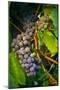 Pinot Gris Grapes, Keizer, Oregon, USA-Rick A Brown-Mounted Photographic Print