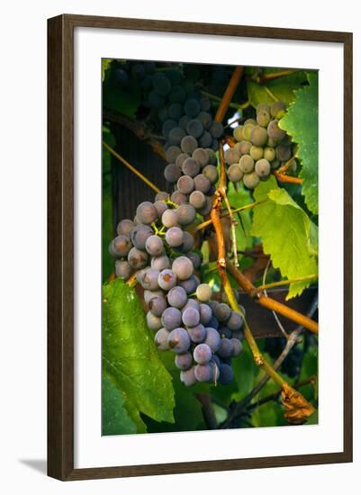 Pinot Gris Grapes, Keizer, Oregon, USA-Rick A Brown-Framed Photographic Print