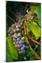 Pinot Gris Grapes, Keizer, Oregon, USA-Rick A Brown-Mounted Photographic Print